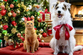 Paw-liday Specials from Hallmark to Air This Week!